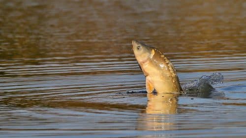 carpe poisson Marne pollution